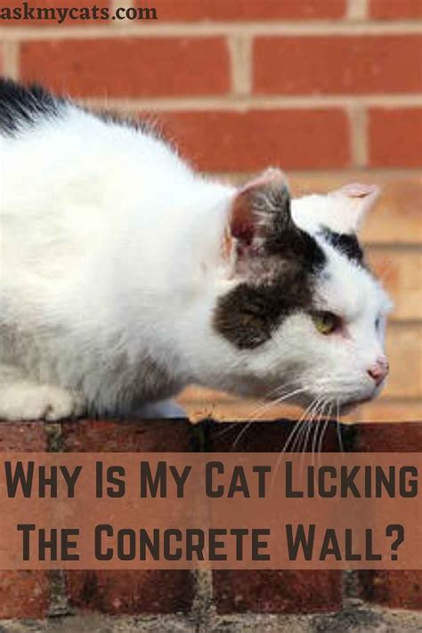 why does my cat lick the wall|cat licks concrete.